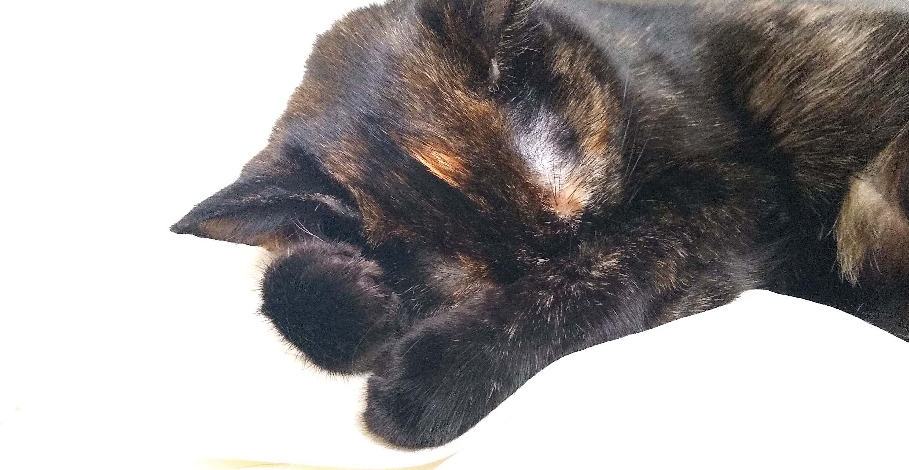 A photo of a tortoiseshell cat laying on a white blanket. She is asleep and has her head tucked in her arms. End ID.