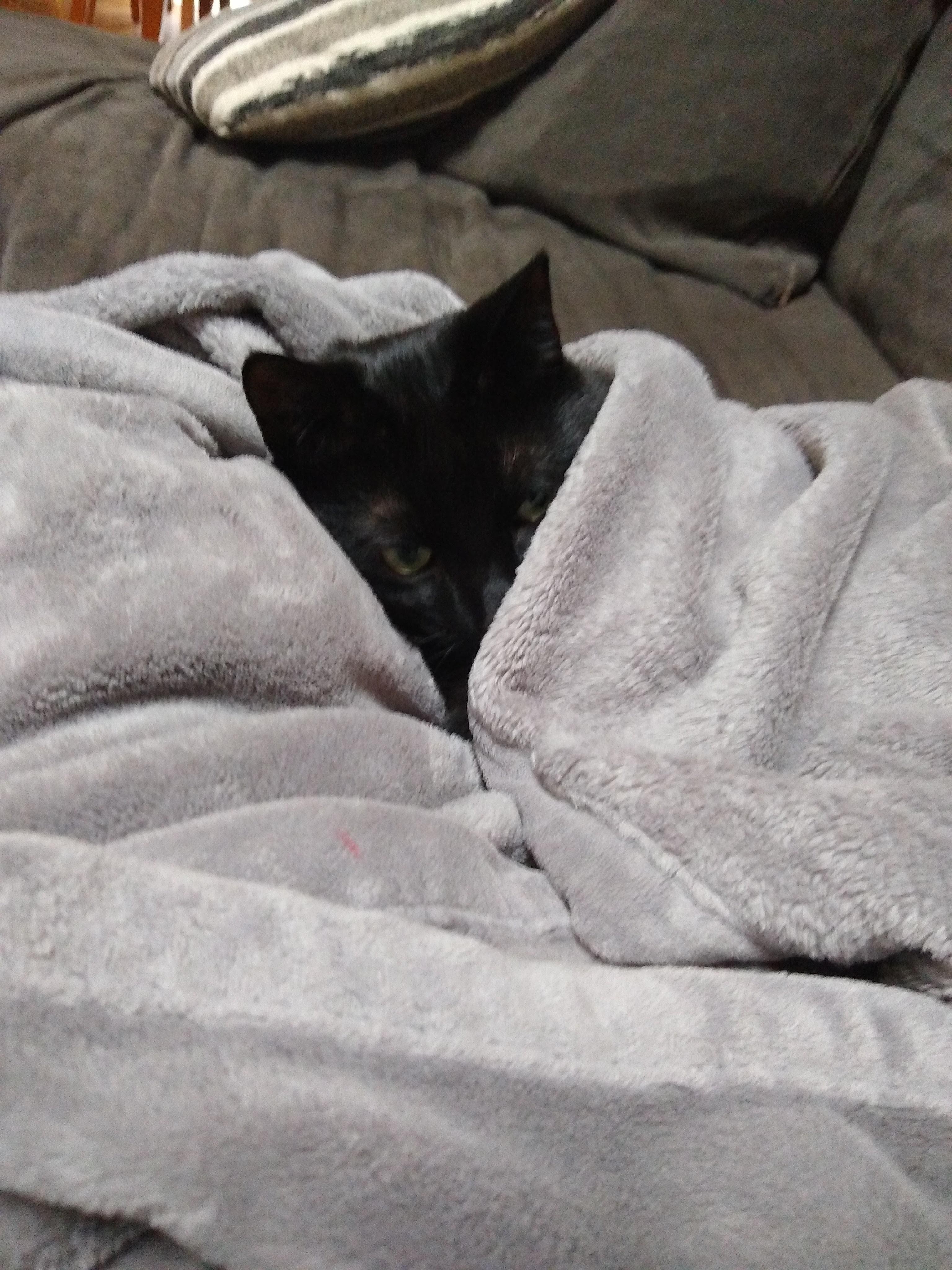 A photo of a black cat with green eyes. The cat is tucked up to the neck in a grey blanket and he looks sadly off to the side. End ID.