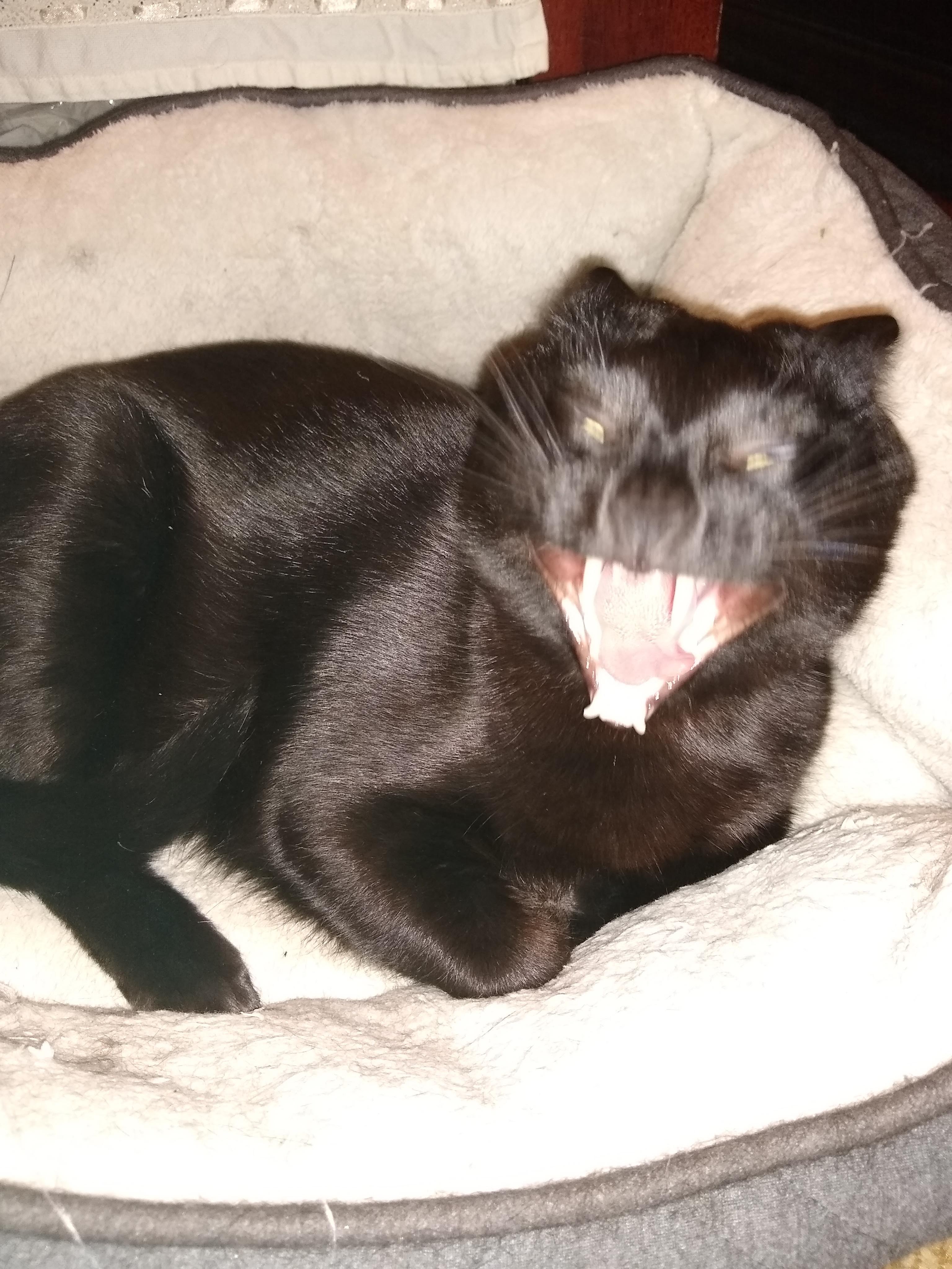A photo of a black cat. He yawned while the photo was taken, making his expression a blurry mess of teeth spread in a weird grin. End ID.