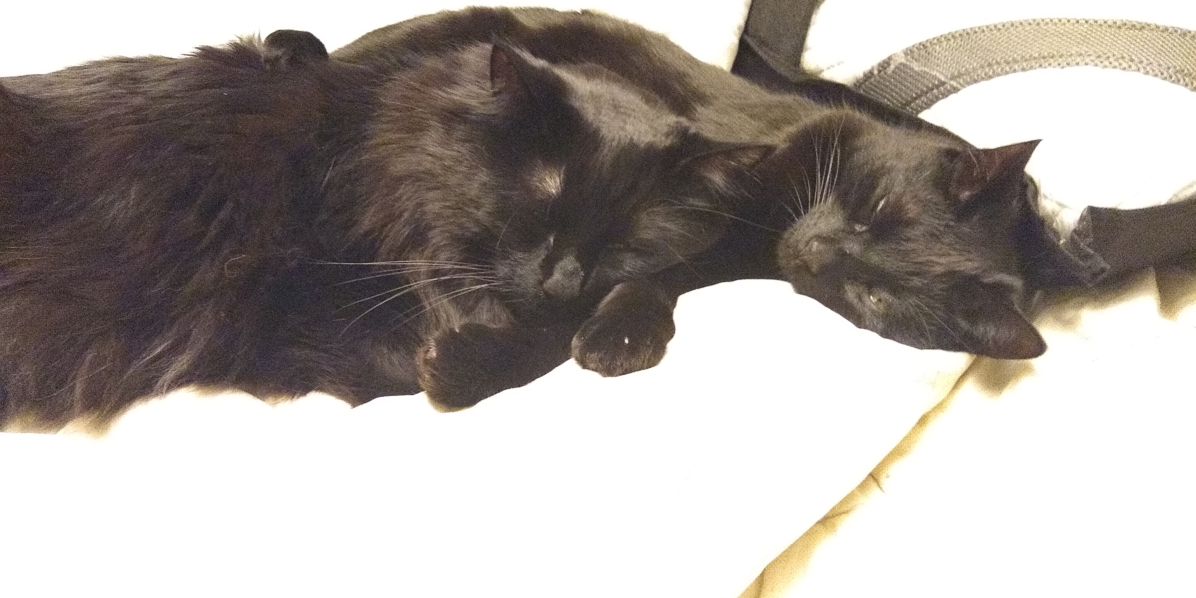 A photo of two black cats, one short-haired and one long-haired, sleeping in a pile. End ID.