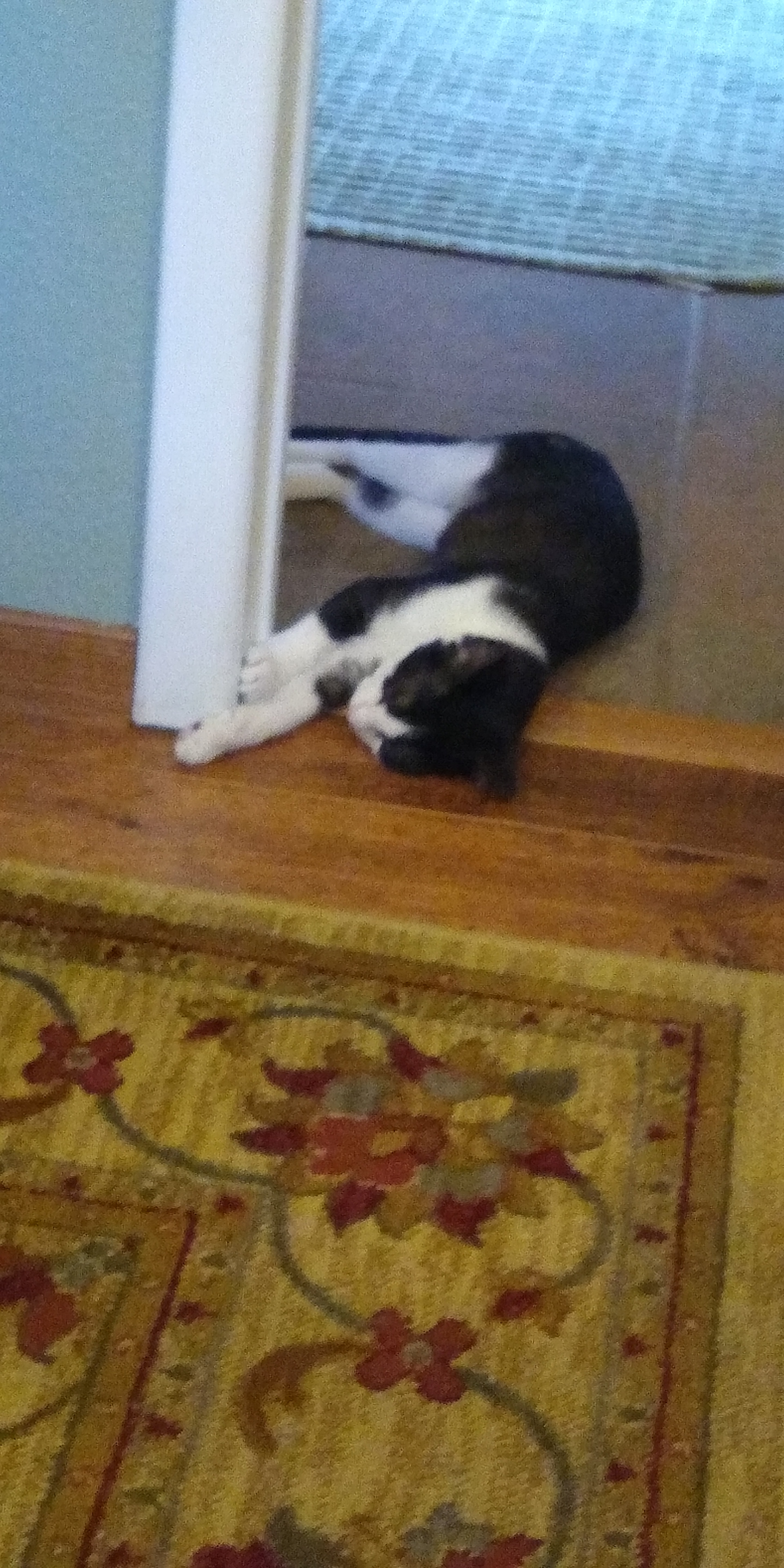 A photo of a black-and-white cat laying on a tile floor, in a doorframe. She is laying in a silly manner with her paws on the doorframe. End ID.
